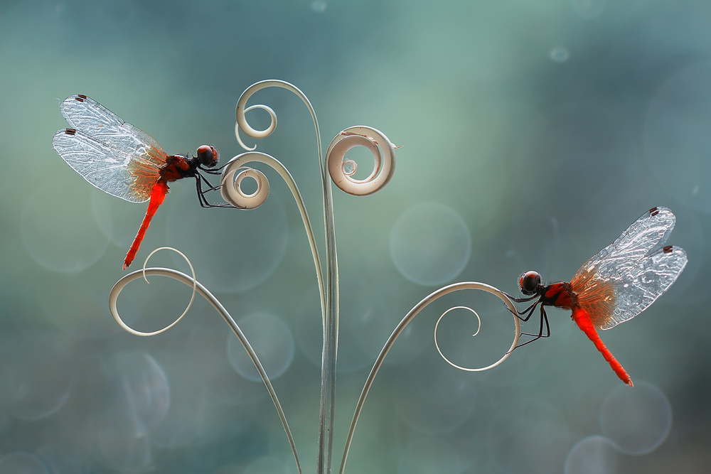 Die Schönheit einer kleinen Welt from Abdul Gapur Dayak