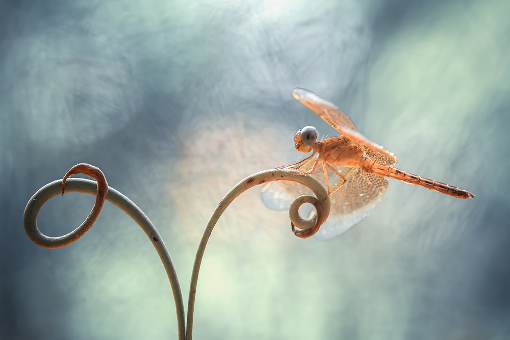 Goldene Libelle auf Ranke from Abdul Gapur Dayak