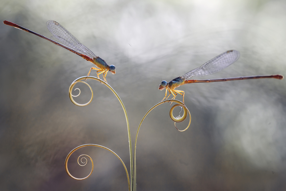 Romantische Libellen from Abdul Gapur Dayak