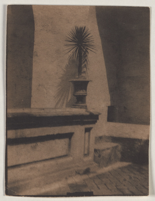 Topf mit kleiner Palme vor einer Mauer from Adolf DeMeyer