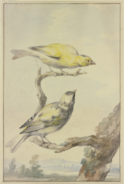 Zwei Kanarienvögel from Aert Schouman