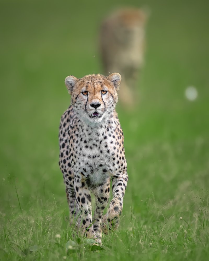 Gepard from Ahmed Sobhi