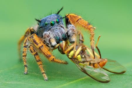 Pidhipus mystaceus mit Fruchtfliege