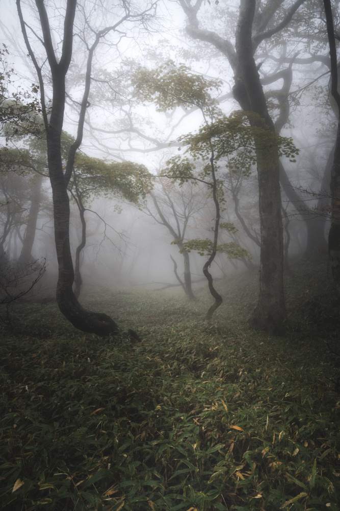 Wald aus Nebel from Akira Nagase