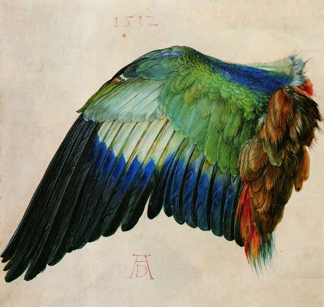 Flügel einer Blauracke from Albrecht Dürer