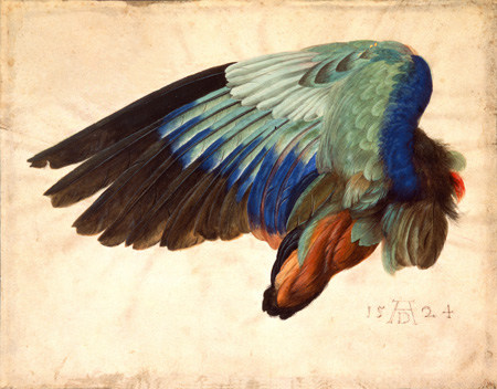 Flügel eines Vogels. from Albrecht Dürer