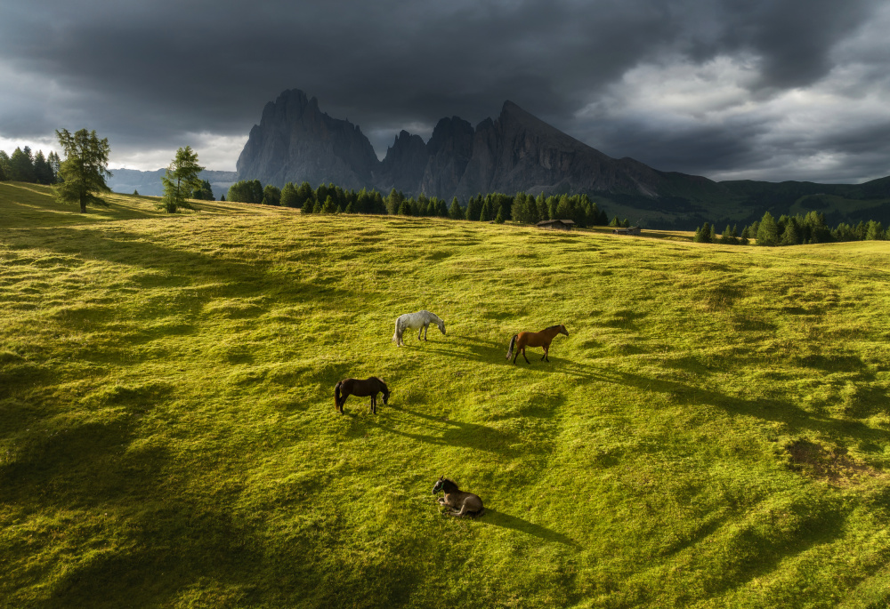Pferde in den Dolomiten from Ales Krivec