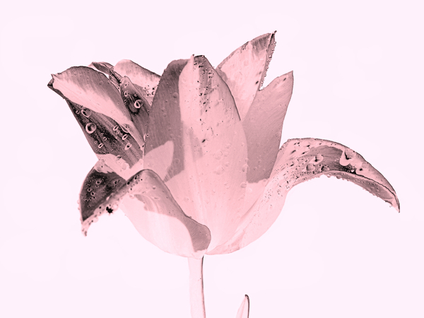 crystal pink flower from Alex Caminker