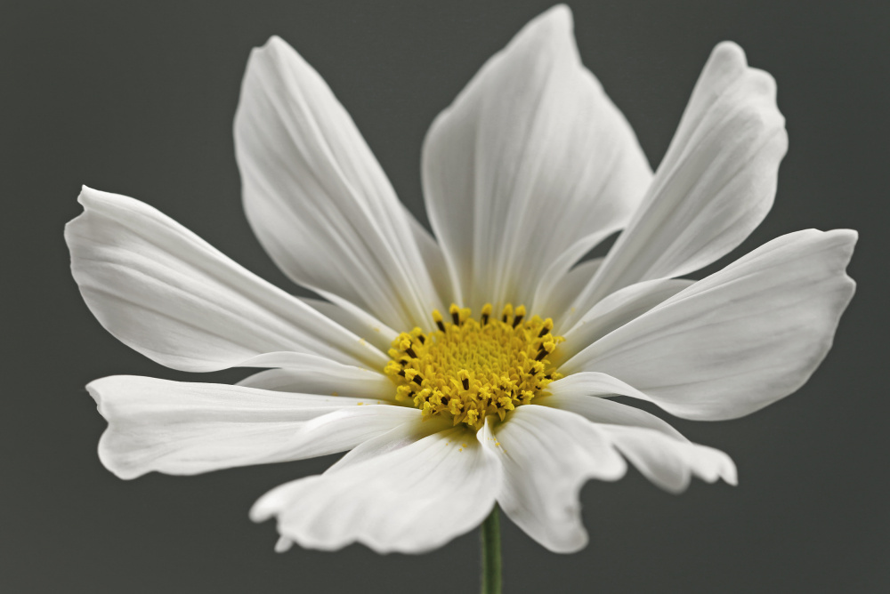 Kosmos-Blume from Alyson Fennell