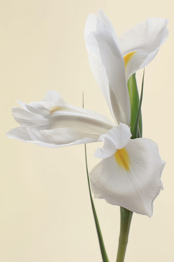 Weißes Irisblumenporträt from Alyson Fennell