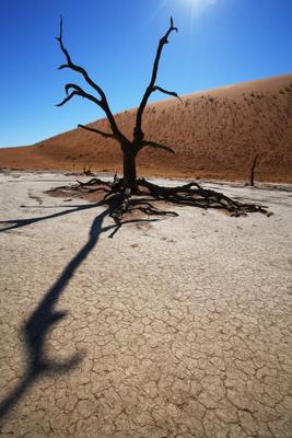 Baum im Deadvlei Namiba from Andreas Pollok