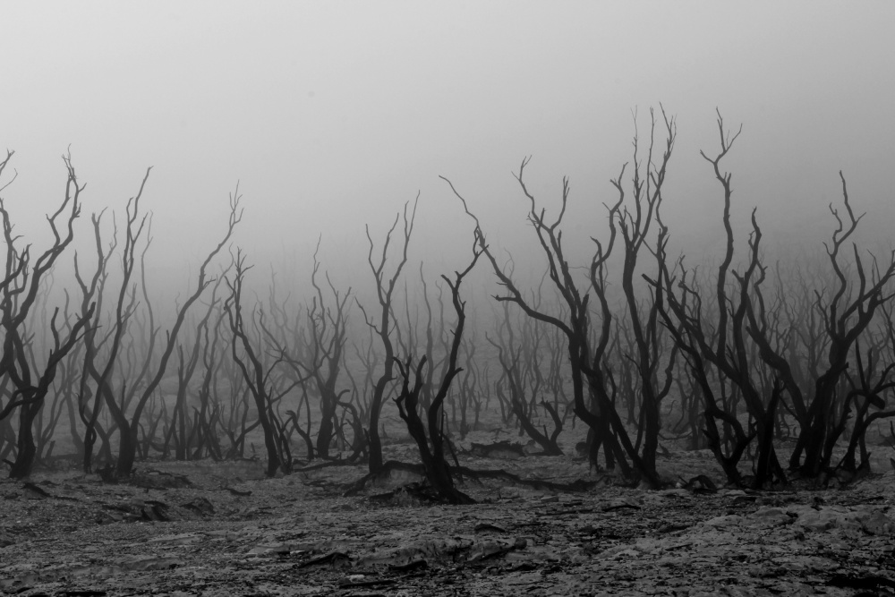 kabut pagi di hutan mati from Andrei Amisi
