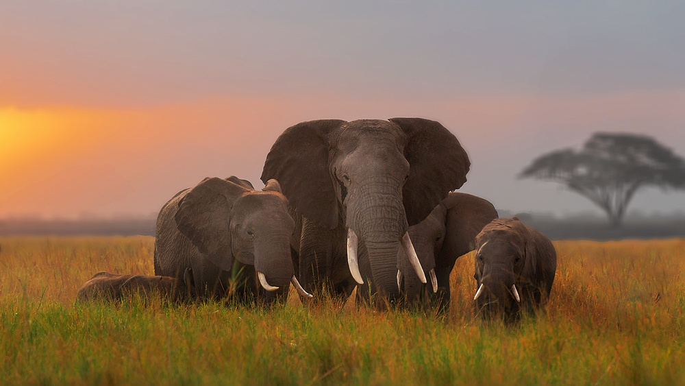 Elefantenfamilie in Amboseli from Annie Poreider