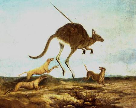 Kangaroo Hunting from Anonymous