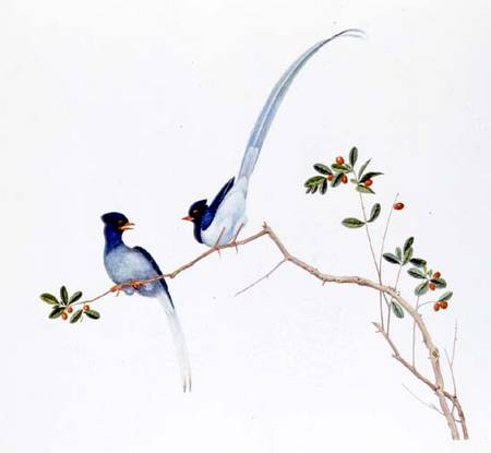 Red-billed blue magpies, on a branch with red berries from Anonymous