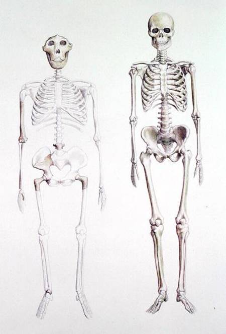 Skeletons of Australopithecus Boisei and Homo Sapiens from Anonymous
