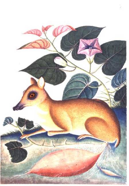 Study of a Mouse Deer by a Flowering Sweet Potato Plant, Company School from Anonymous