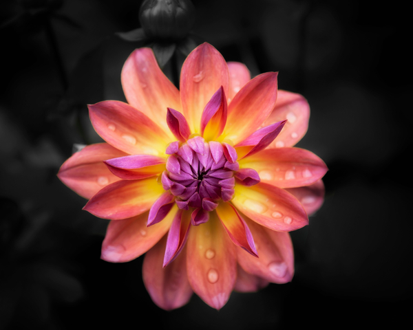 Pink Dahlia from Ant Smith