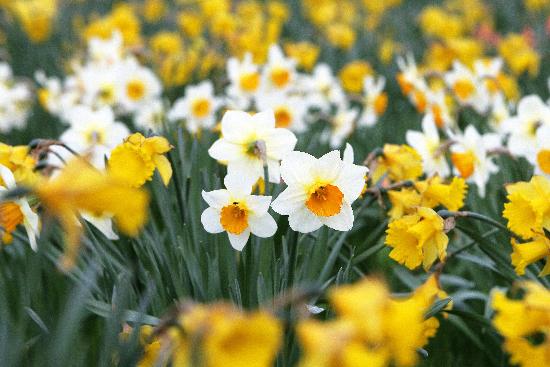 Narzissen (Narcissus) from Arno Burgi