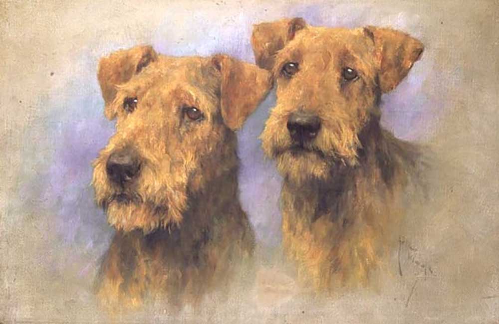 Portrait von zwei Lakeland Terriern from Arthur Wardle