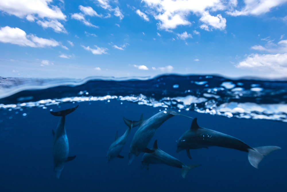 Zwischen Luft und Wasser mit den Delfinen from Barathieu Gabriel