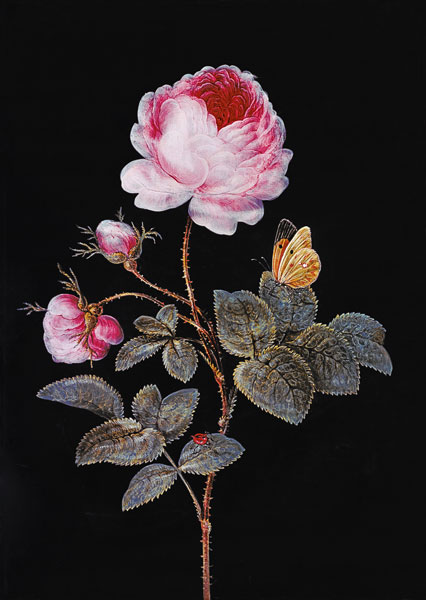 Die hundertblättrige Rose from Barbara Regina Dietzsch
