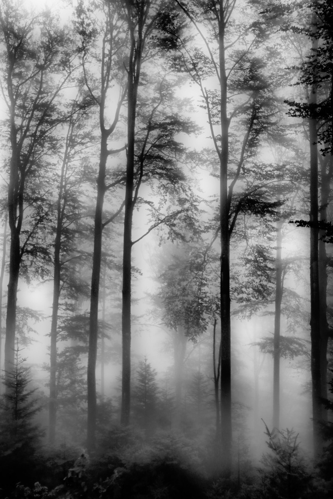 Wald from Bojan Bencic