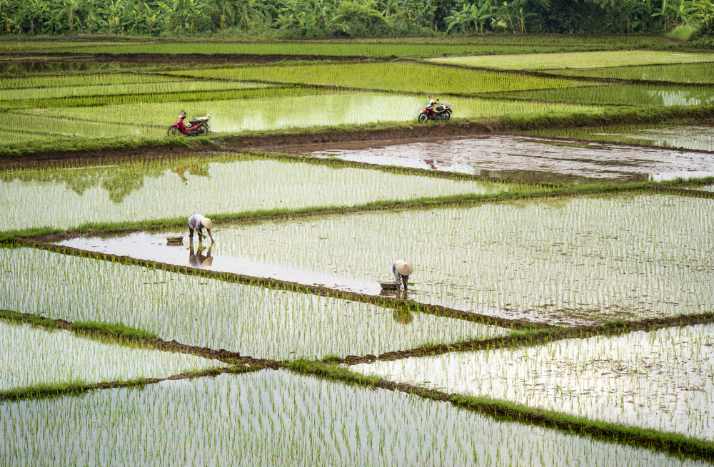 Reisfelder from Burak Senbak