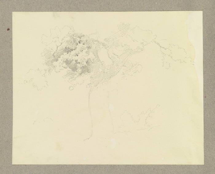 Baum from Carl Theodor Reiffenstein