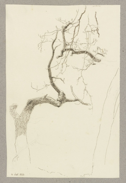 Kahler Baum from Carl Theodor Reiffenstein
