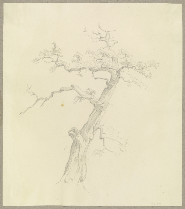 Nahezu abgestorbener Baum from Carl Theodor Reiffenstein