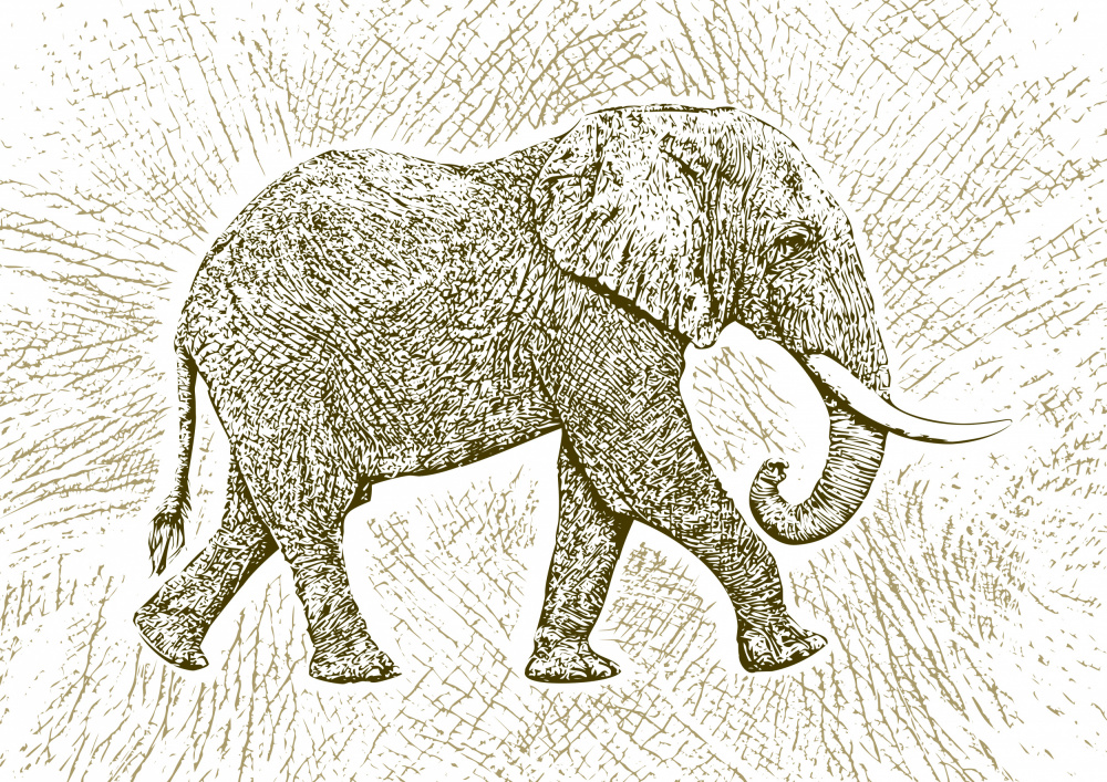 Afrika-Elefant-Texturmuster from Carlo Kaminski