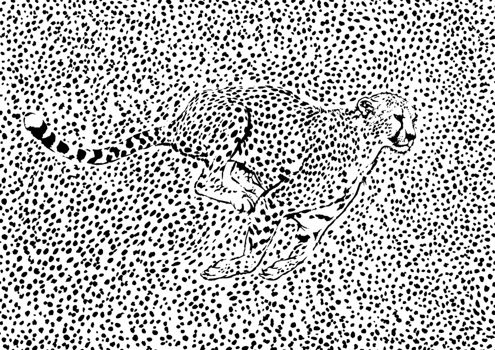 Gepard voller Sprint from Carlo Kaminski