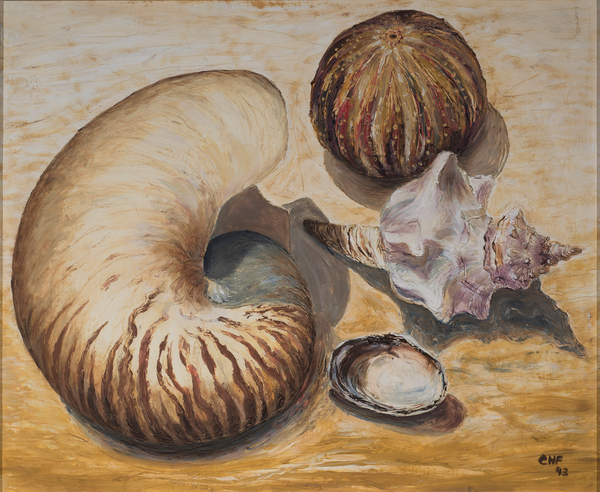 Seashells from Carolyn  Hubbard-Ford