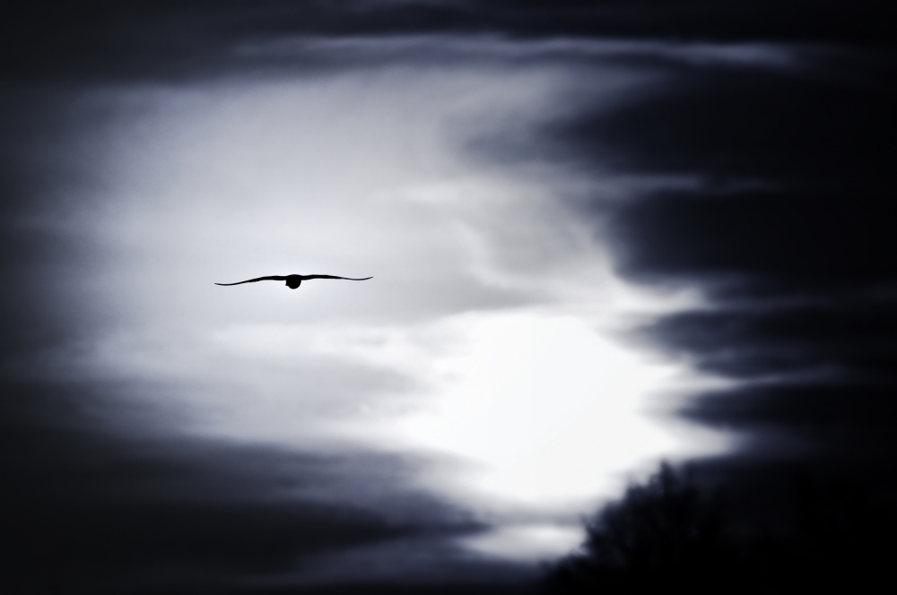 Vogel am Himmel from Catalin Costea