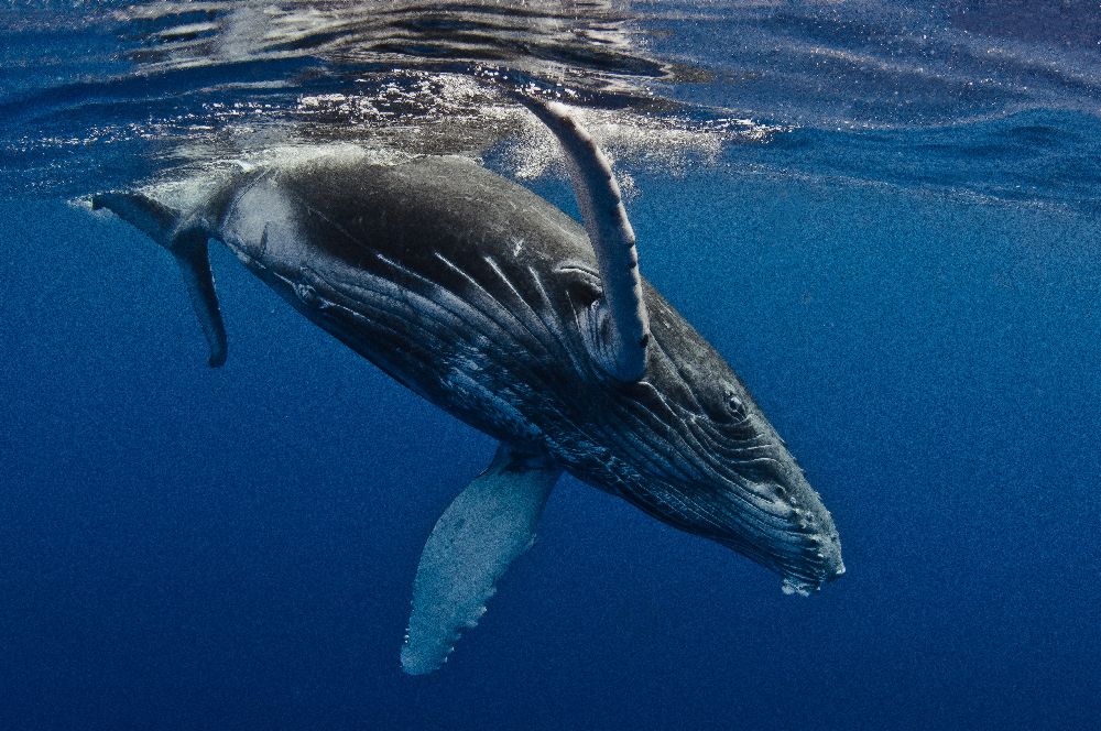 Humpback Whale Calf, Reunion Island from Cédric Péneau