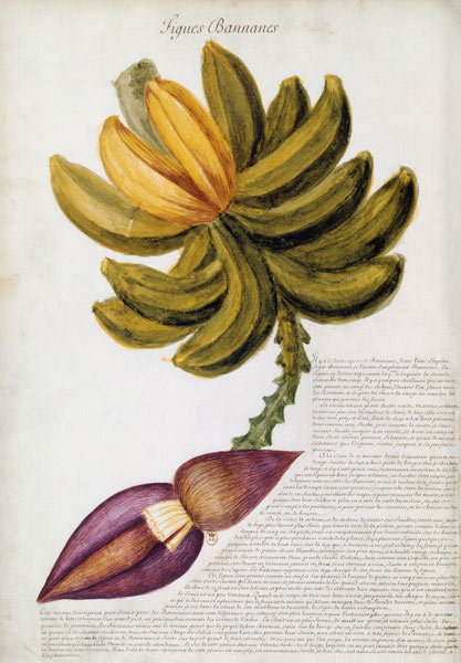Banana / Ch.Plumier from Charles Plumier