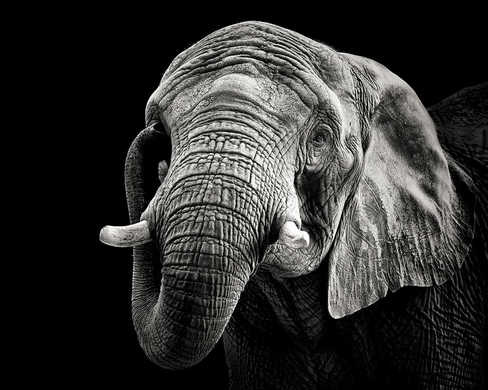 Afrikanischer Elefant from Christian Meermann