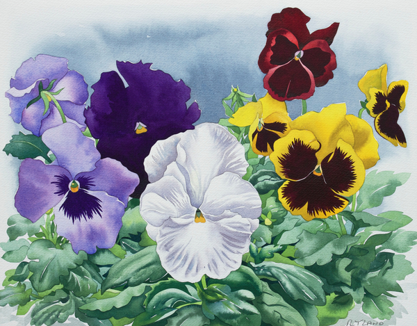 Pansies from Christopher  Ryland