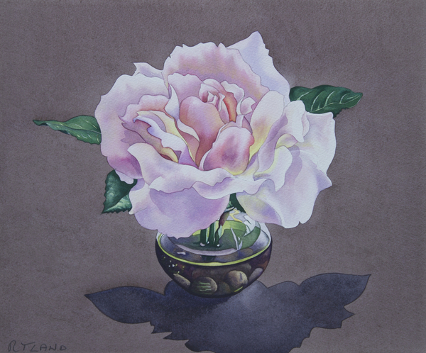 Rose Portrait from Christopher  Ryland
