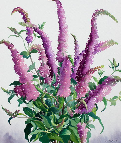Wild Buddleia from Christopher  Ryland