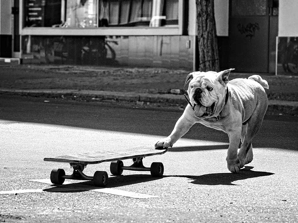 ... Hunde wollen einfach nur Spaß haben ... from Claudia Leverentz