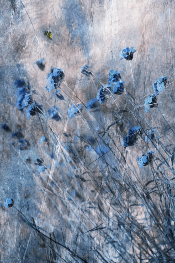 Blaue Blumen from Delphine Devos