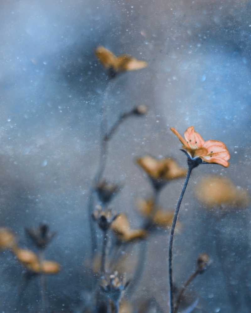 Blauer Winter from Delphine Devos