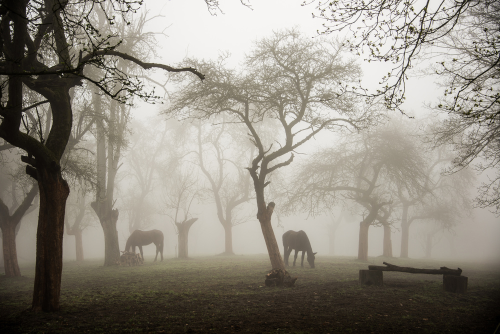 Pferde in einem nebligen Obstgarten from Denisa VLAICU