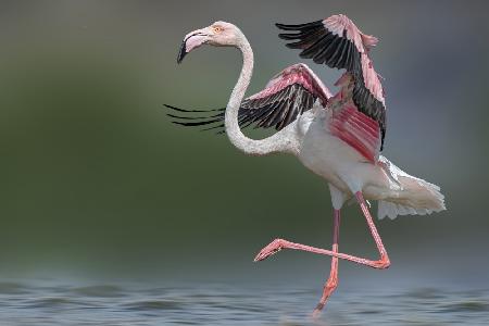 Tanzender Flamingo