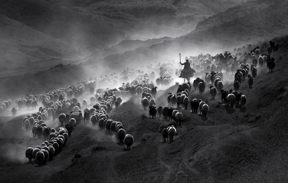 Herde from durmusceylan