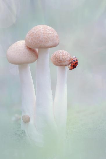 Pilze und Marienkäfer