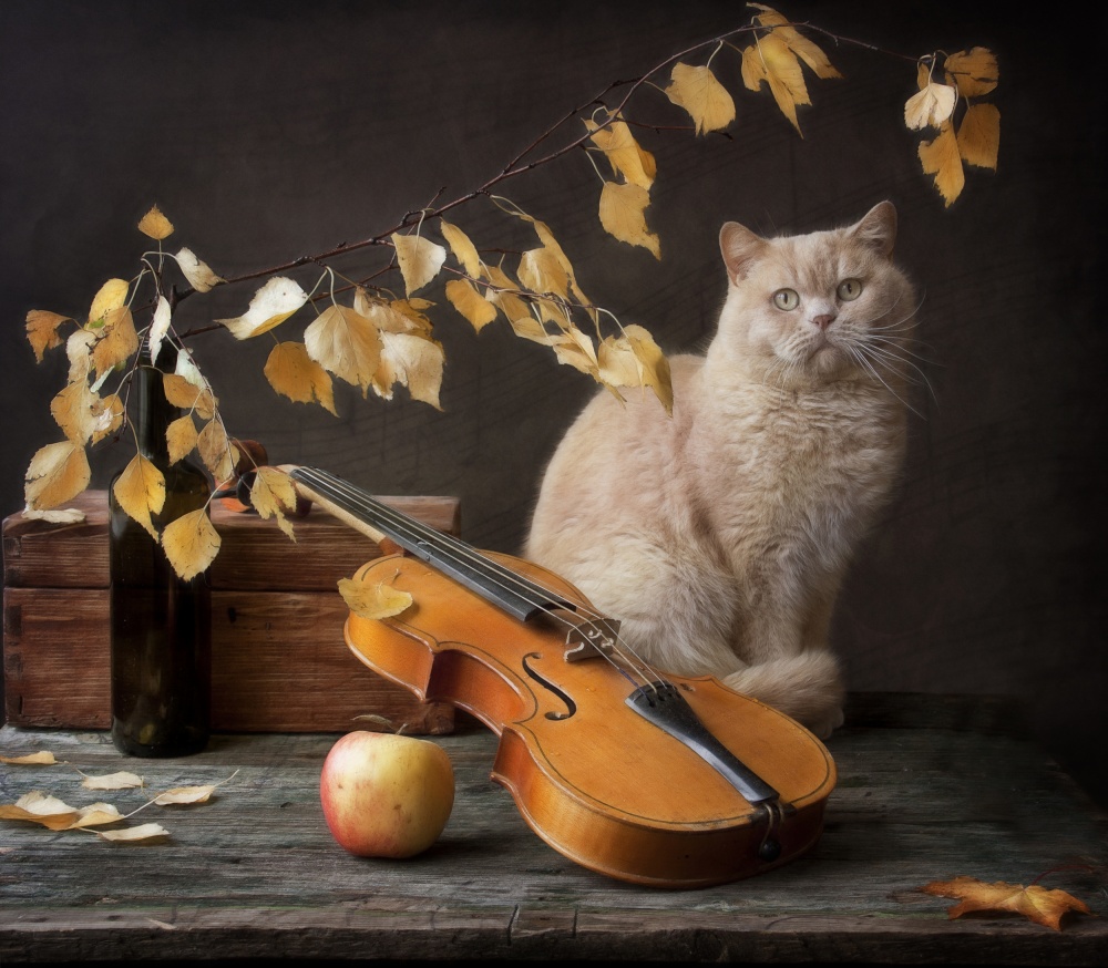 Herbstmelodie für Katze und Violine from Eleonora Grigorjeva