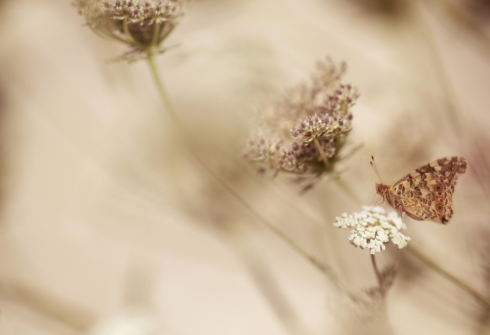 Schmetterling from Ellen Van Deelen